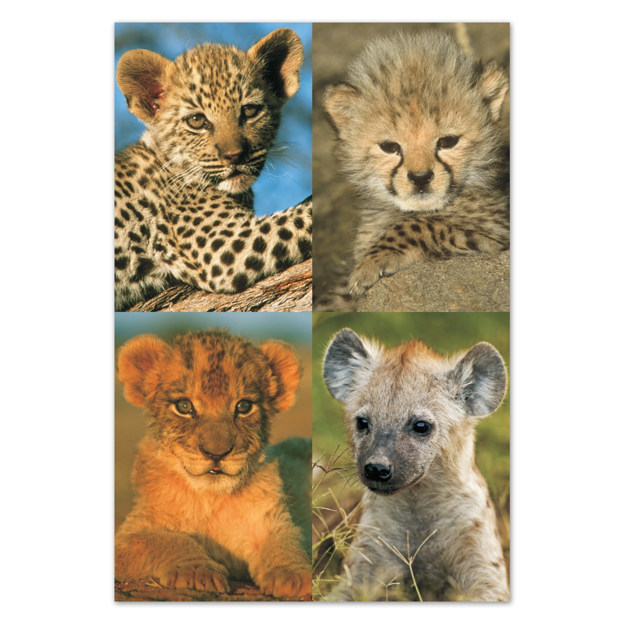 fr05 wholesale-picture-magnet-sets-fr05