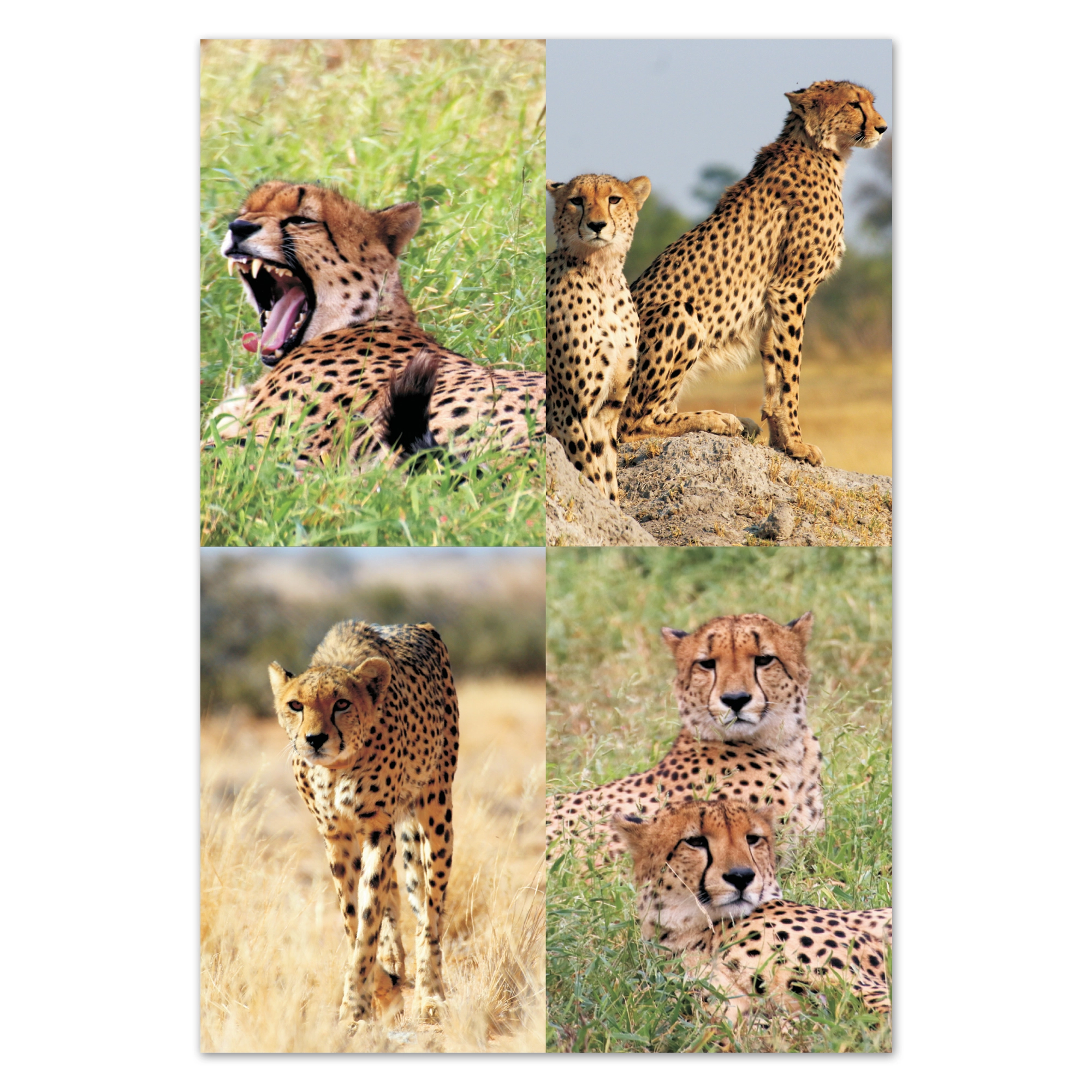fr07 wholesale-picture-magnet-sets-fr07