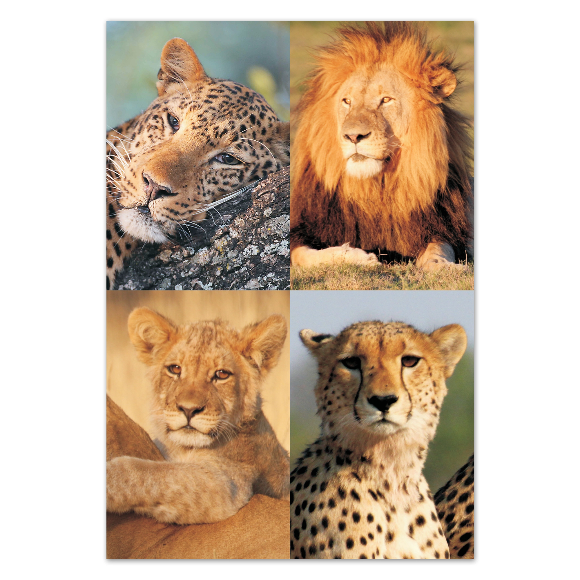 fr09 wholesale-picture-magnet-sets-fr09