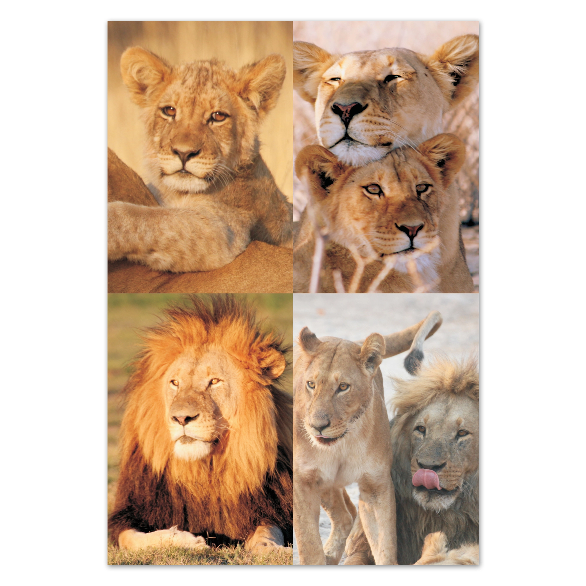 fr10 wholesale-picture-magnet-sets-fr10
